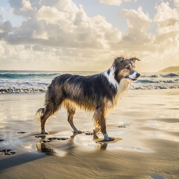 Golden Grrl Tail Extensions for Dogs