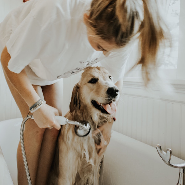 Golden Grrl® Highlighting Kit for Blonde Dogs™